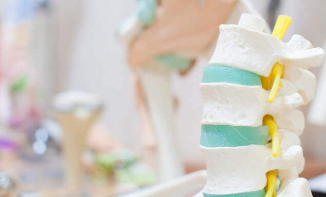 筋膜・関節・神経・内臓・循環のイメージ